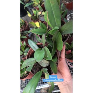 Chậu Hồ Điệp Rừng