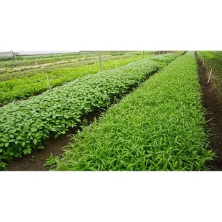 Phân đạm cá nước ngọt (30 lít)