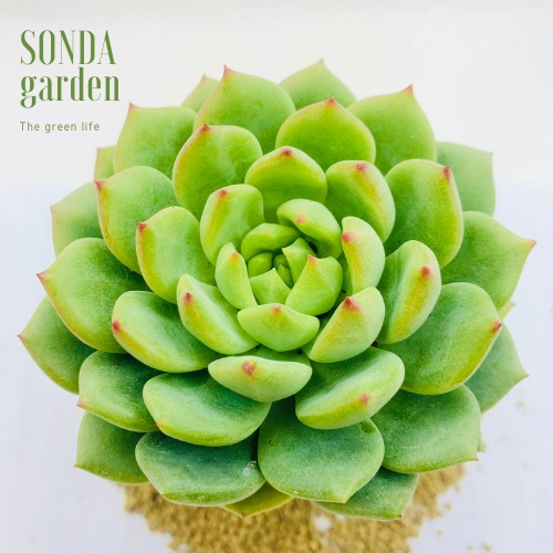 Sen đá bánh bao xanh SONDA GARDEN size bé 5-8cm, xuất xứ Đà Lạt, khoẻ đẹp, lỗi 1 đổi 1