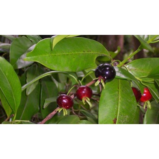 [Cây giống] Cherry Brazil - Grumichama (Eugenia brasiliensis) giống chuẩn, chịu nhiệt tốt, cực sai trái - cây cao 30-50c