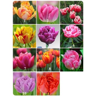 Tulip kép giống chuẩn Hà Lan (SIÊU ĐẸP)