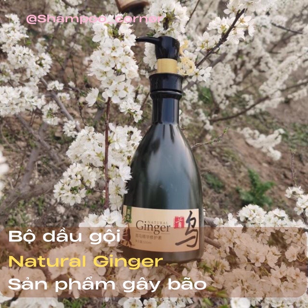 Gội xả GINGER Natural giảm rụng chiết xuất gừng tươi 500ml - ginger chính hãng