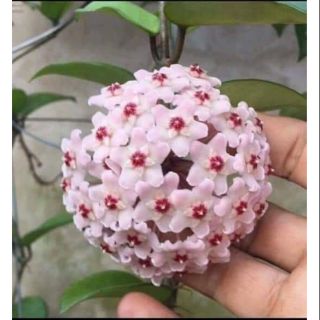 Lan cẩm cù màu hồng như hình