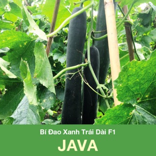 Hạt giống Bí Đao Xanh Trái Dài Java