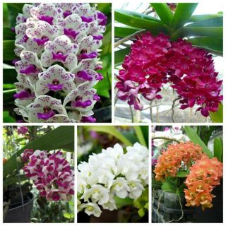 Combo 5 cây Ngọc điểm( nghinh xuân, đai châu) cây giống mạnh khỏe