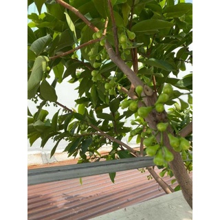 Cây 🌲 Mận An Phước...Roi đỏ cây  cao 1m6