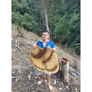 Mật ong rừng nguyên chất 900g