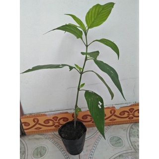 2 bầu Cây giống Cẩm Tím Nhật