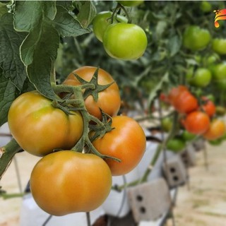 Hạt giống cà chua khổng lồ ( tặng kèm 3 viên nén kích thích ươm hạt ) gói 20 hạt