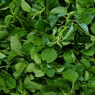 Hạt Giống Rau Dền Cơm 10G Tâm Nông