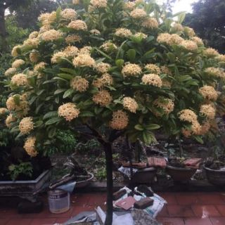 cây giống mẫu đơn  đủ màu