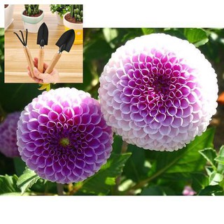 Hạt Giống Hoa Thược Dược Tổ Ong Mix 30 Hạt TẶNG BỘ LÀM VƯƠN MINI