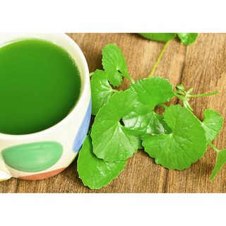 HẠT GIỐNG RAU MÁ LÁ NHỎ