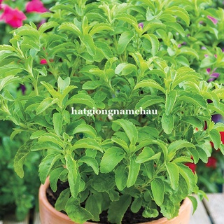 5 HẠT - HẠT GIỐNG CỎ NGỌT