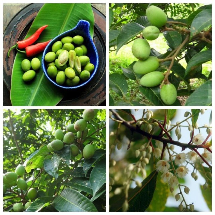 Cây Giống Cà Na Thái Siêu Trái
