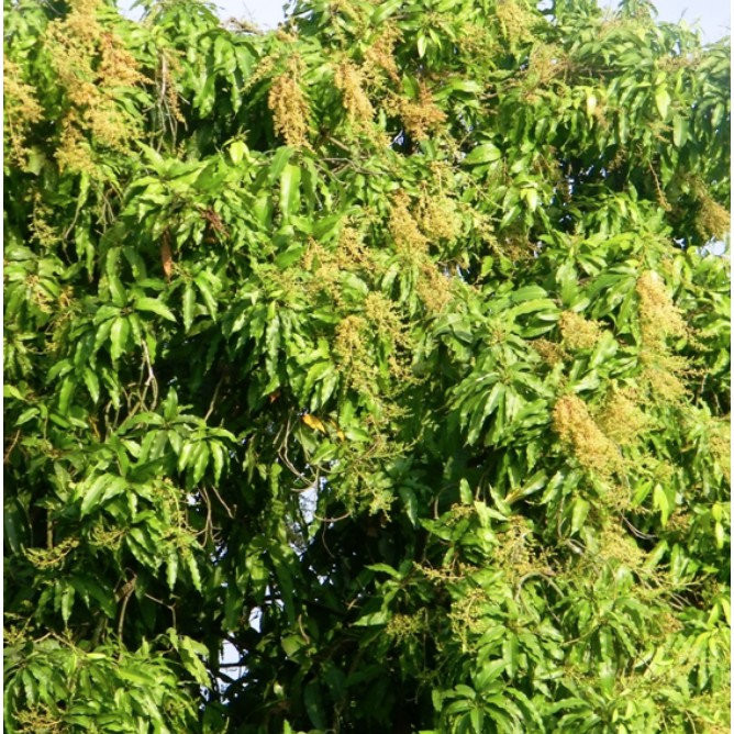 Bidamin 15wp kích thích sinh trưởng ra hoa đậu trái-1kg