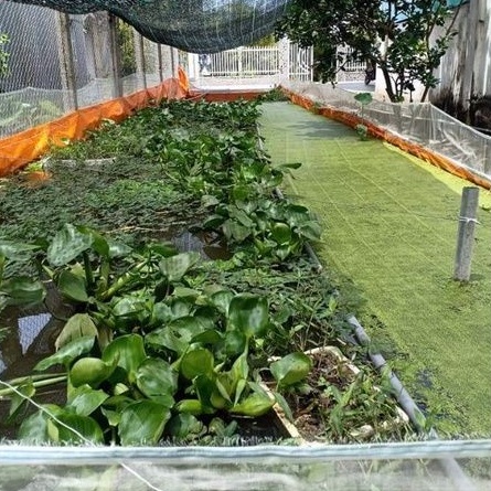 BỂ BẠT LƯỚI NUÔI ỐC ẾCH CÁ