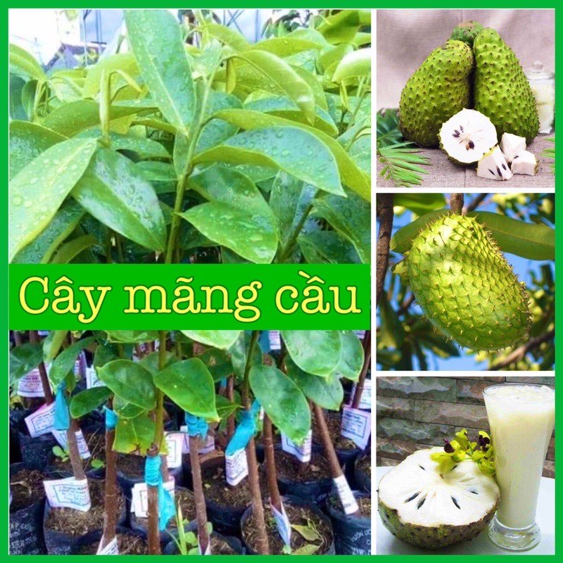 Cây mãng cầu xiêm thái cao 40-50cm cho trái sau 1 năm (Ảnh thật số 2).