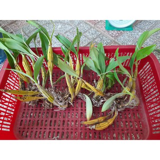 lan rừng 0,5kg(5 -7 thân ) hoàng lạp (hàng đa thân xuống lá)