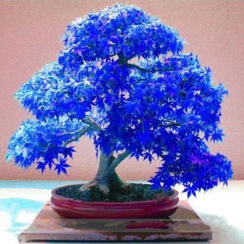 20 hạt giống cây lá phong nhật bản bonsai SHOP MỚI KHYẾN MẠI GIÁNG SINH