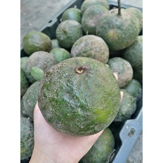 Cam sành vĩnh long 4trái/kg