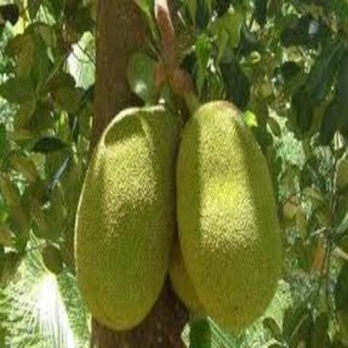 Cây Giống mít ta CỔ ( MÍT MẬT, MÍT DAI) -CAM KẾT GIỐNG CHUẨN F1