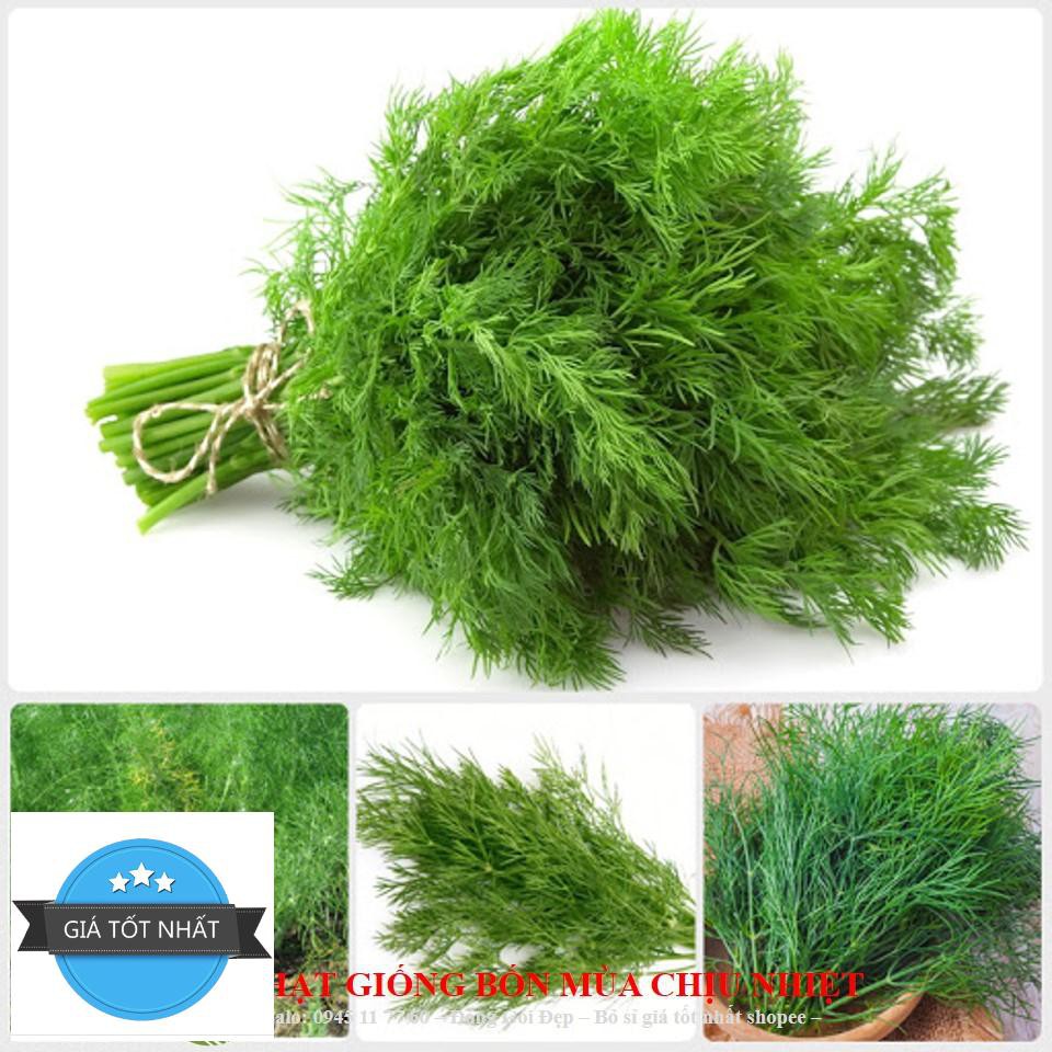 Hạt giống thì là bốn mùa