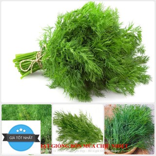 Hạt giống thì là bốn mùa