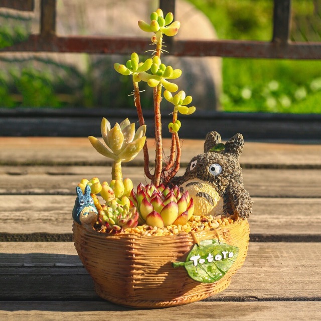 Chậu sen đá totoro