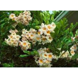 Cây Nguyệt Quế Thái - Trang Flowers