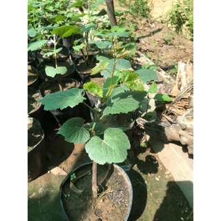 Cây nho lùn giống-quả cực saii