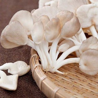 Phôi Nấm Bào Ngư sạch 🍄 cực đễ trồng 🍄 (combo 3 bịch phôi nấm)