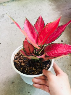 HỒNG PHÁT LỘC
