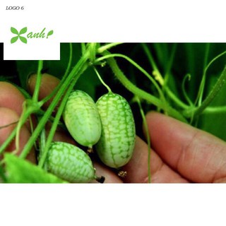 Hạt giống Dưa hấu tí hon (10 hạt)