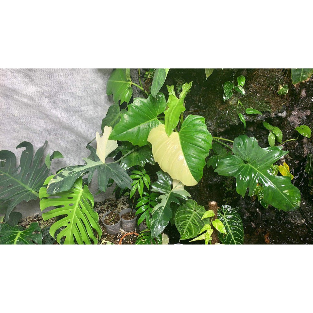 Phân tan chậm thông minh 150g Rynan 220 NPK 12-12-20 dùng cho các loại hoa cây trồng kiểng lá cây ăn quả