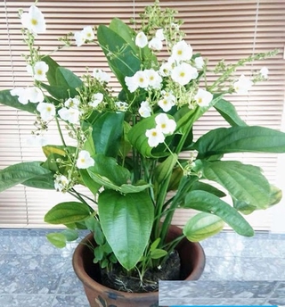 Chậu cây bách thủy tiên, thủy sinh - cây phong thủy, may mắn, tài lộc - gửi đi nguyên bầu