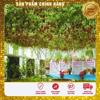 Hạt Giống Cà Chua Leo Giàn (4 hạt)