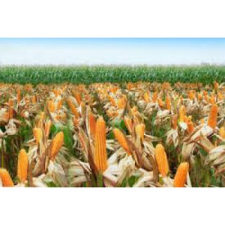 Hạt giống Bắp Ngô Trồng chăn nuôi 1kg NK7328