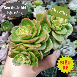 Sen đá Xanh Ngọc nhỏ size 4-6cm siêu rẻ đẹp