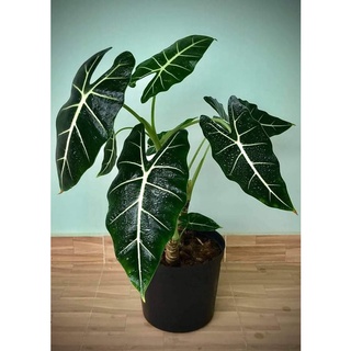 Môn nhung Alocasia Frydek cây lớn.
