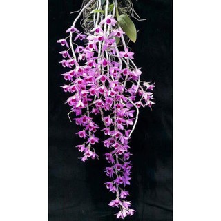 phi điệp(giả hạc) tím phú thọ hàng gieo hạt