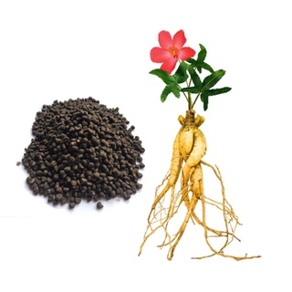 Túi 50 hạt - Hạt giống Cây Nhân Sâm Bổ Chính - Tỷ lệ nảy mầm cao, sinh trưởng khỏe