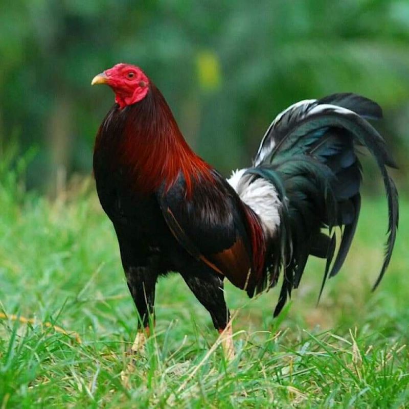 Top Maxx hiếu chiến ,cự mạnh điều trị gà lỏn lẻn