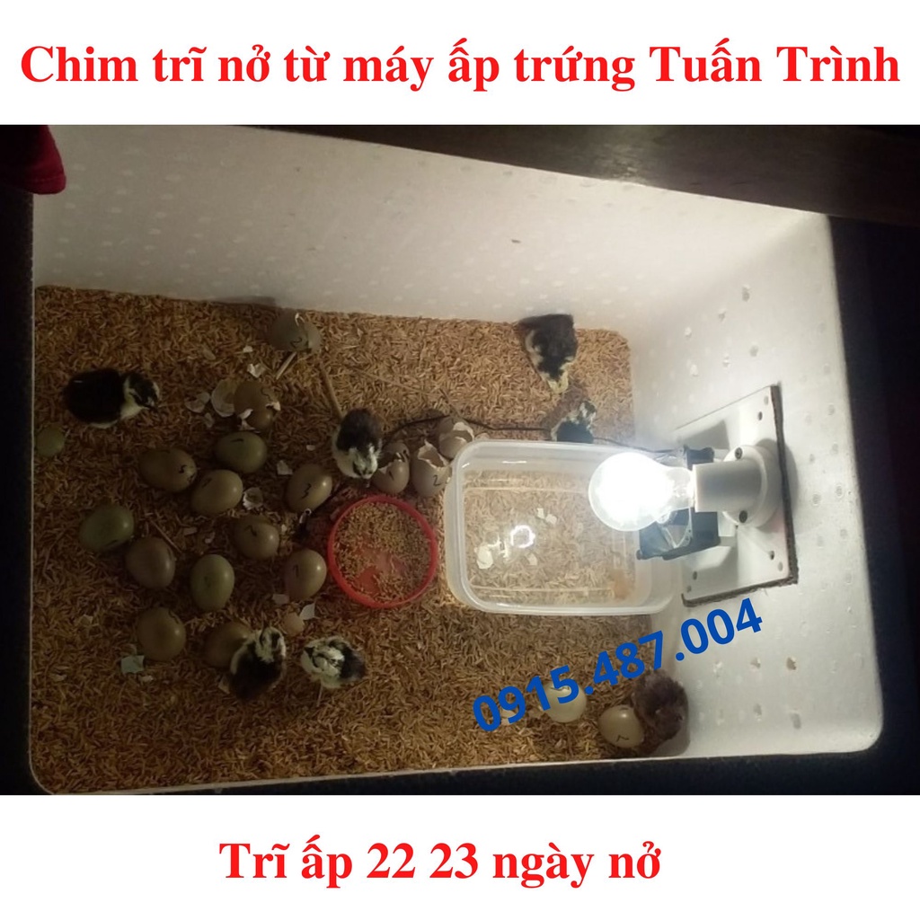 Máy ấp trứng Tuấn Trình