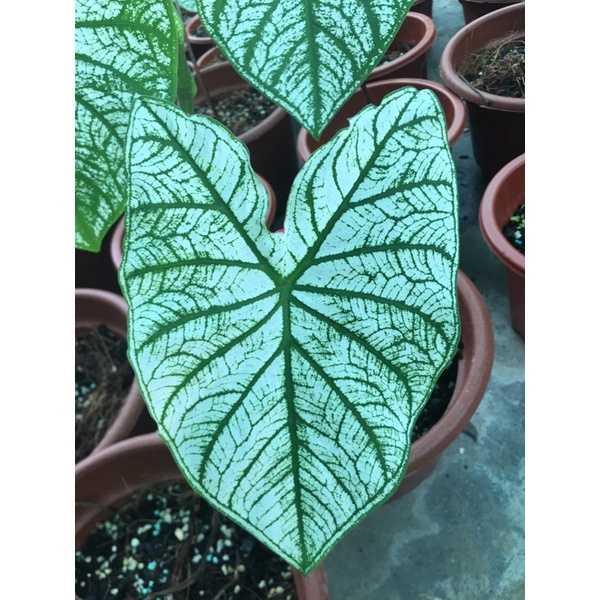 caladium White Christmas( môn tuyết giáng sinh) chậu to