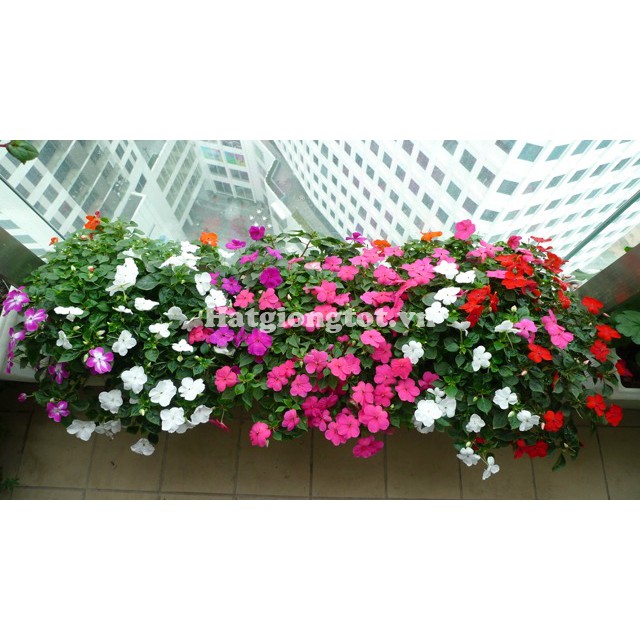 [GIÁ GỐC] Hạt giống hoa Ngọc Thảo Mix (Impatiens) - 20 hạt