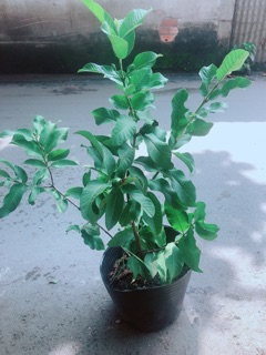 Cây Ổi Kiểng