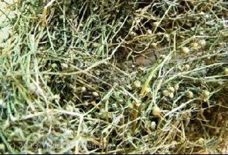 2kg dừa cạn
