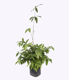 Cây trúc nhật cây con