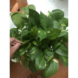 Trầu bà Đốm Vàng